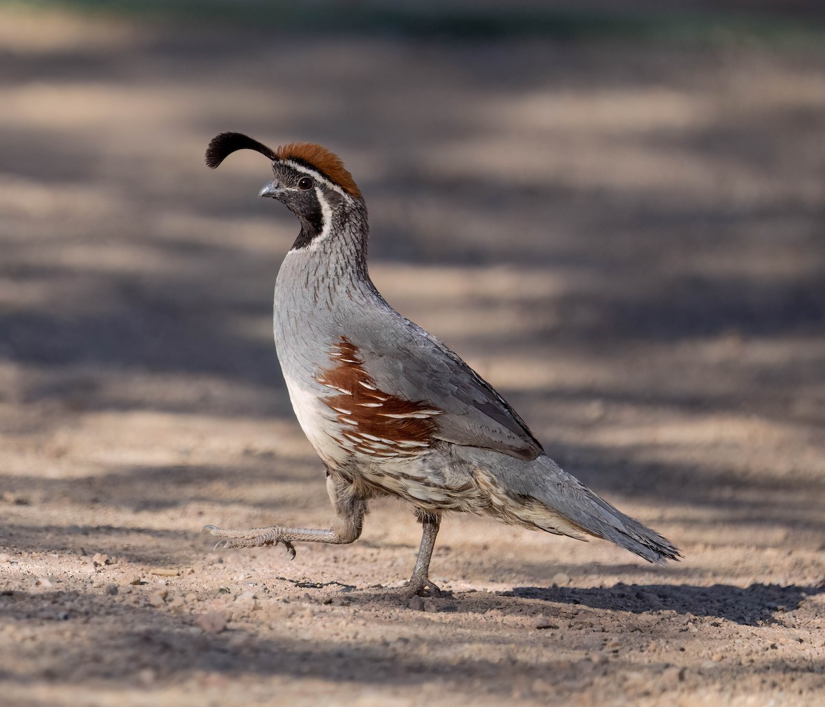 Gambel's Quail - ML637353945