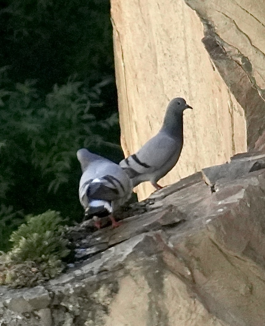 Hill Pigeon - ML637353963