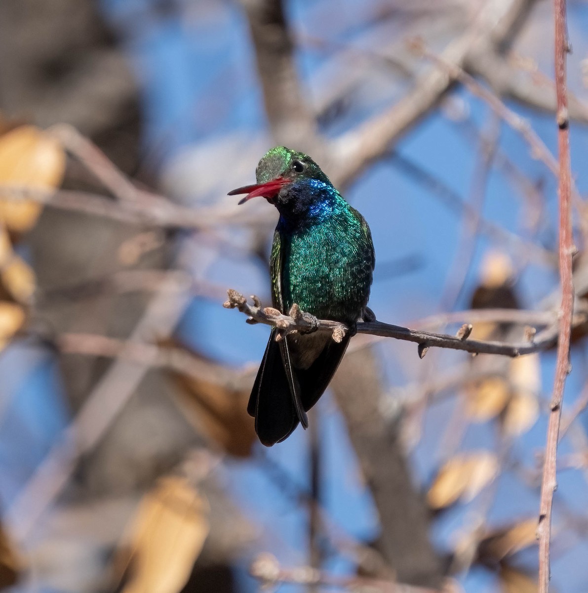 Broad-billed Hummingbird - ML637353972