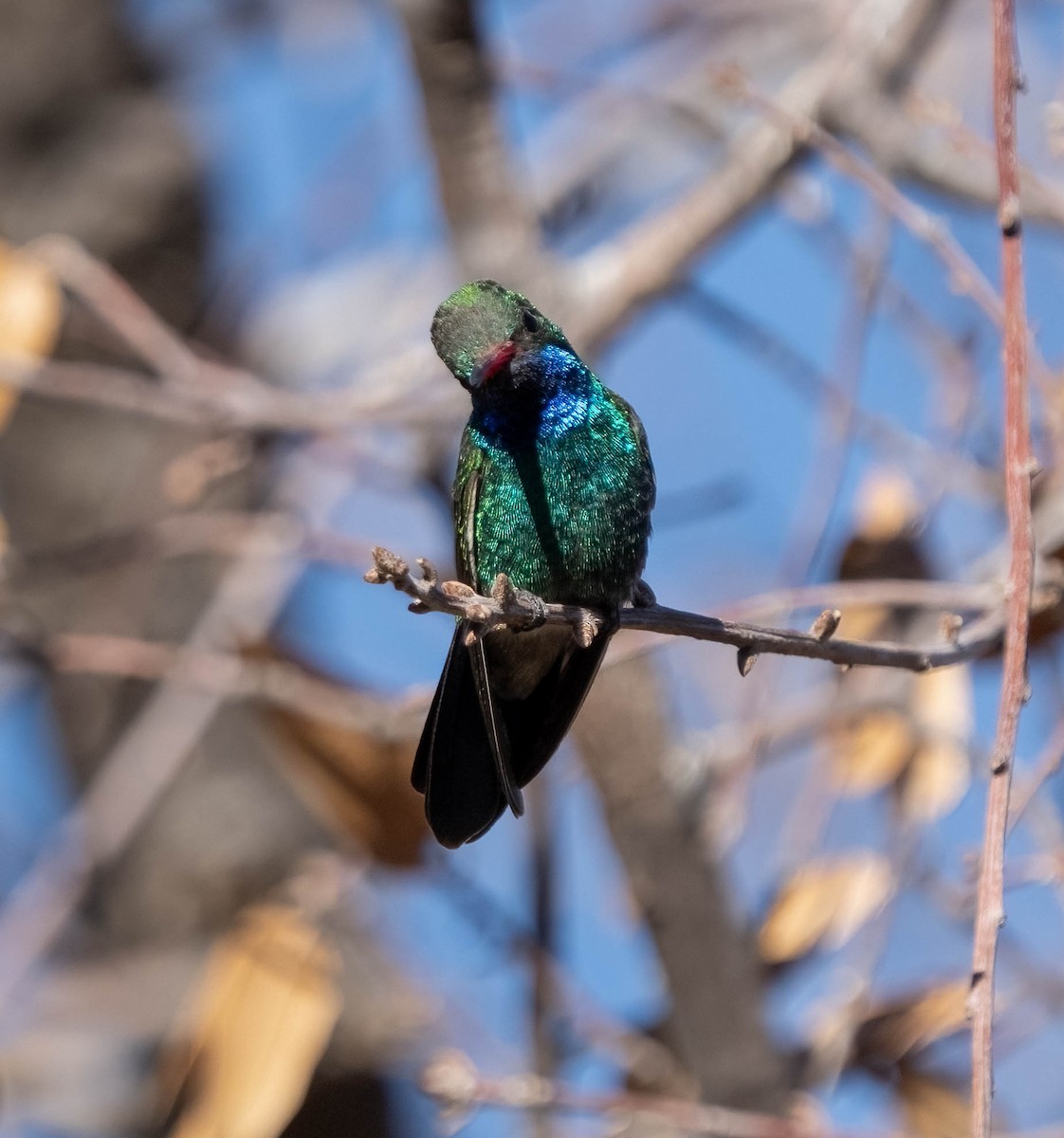 Broad-billed Hummingbird - ML637353973