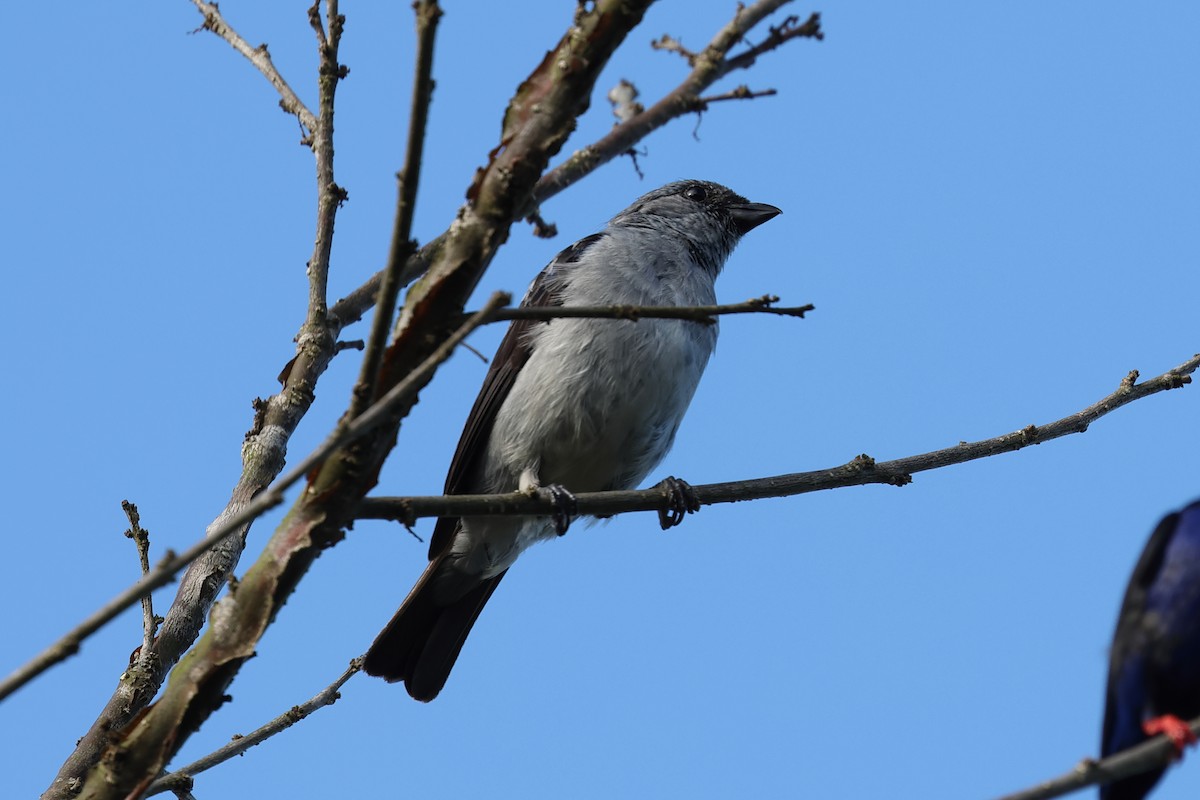 Plain-colored Tanager - ML637353995