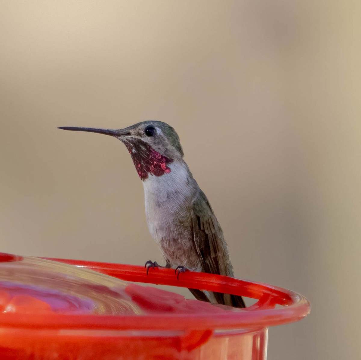 Anna's Hummingbird - ML637353997
