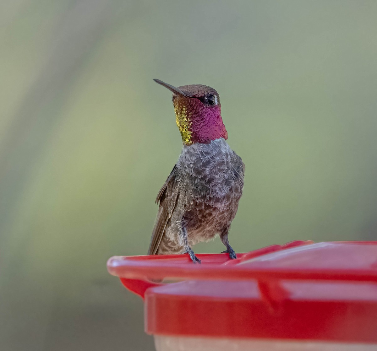 Anna's Hummingbird - ML637353998