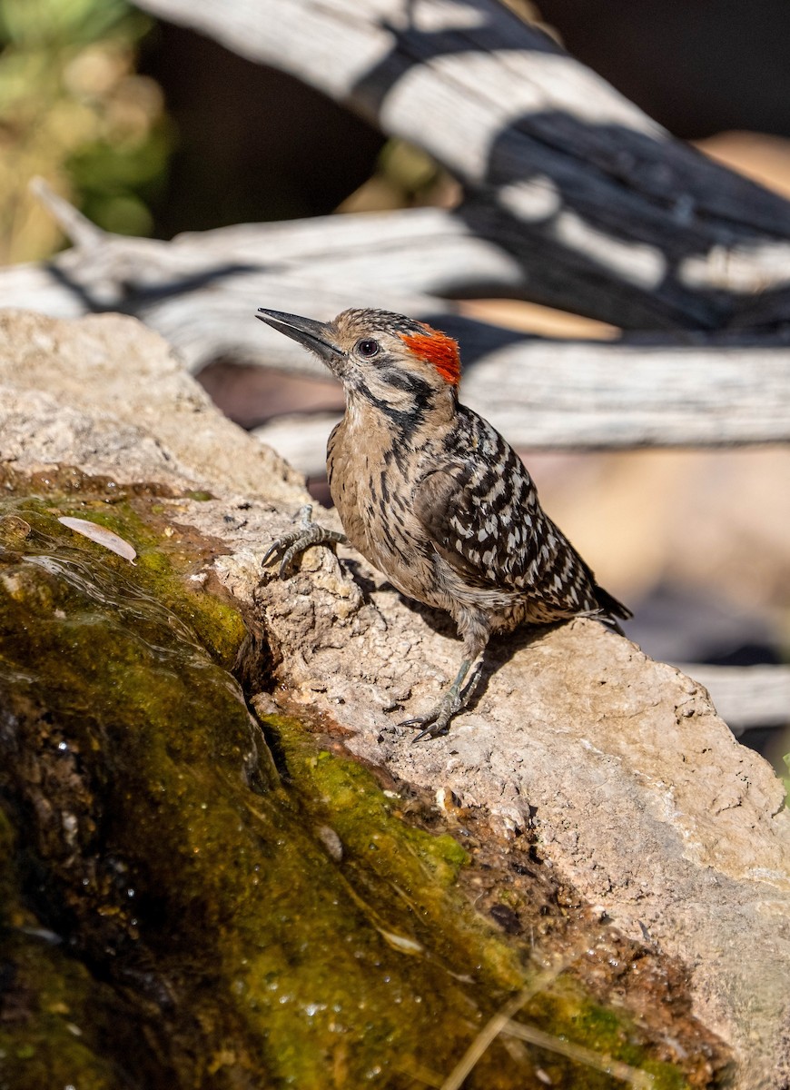 Ladder-backed Woodpecker - ML637354013