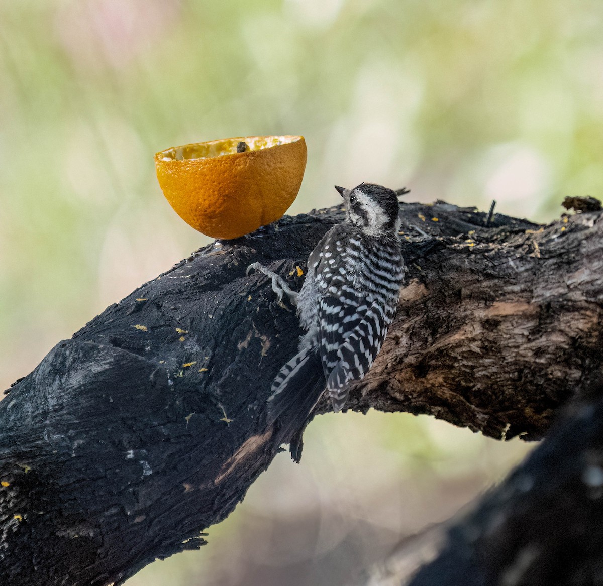 Ladder-backed Woodpecker - ML637354014
