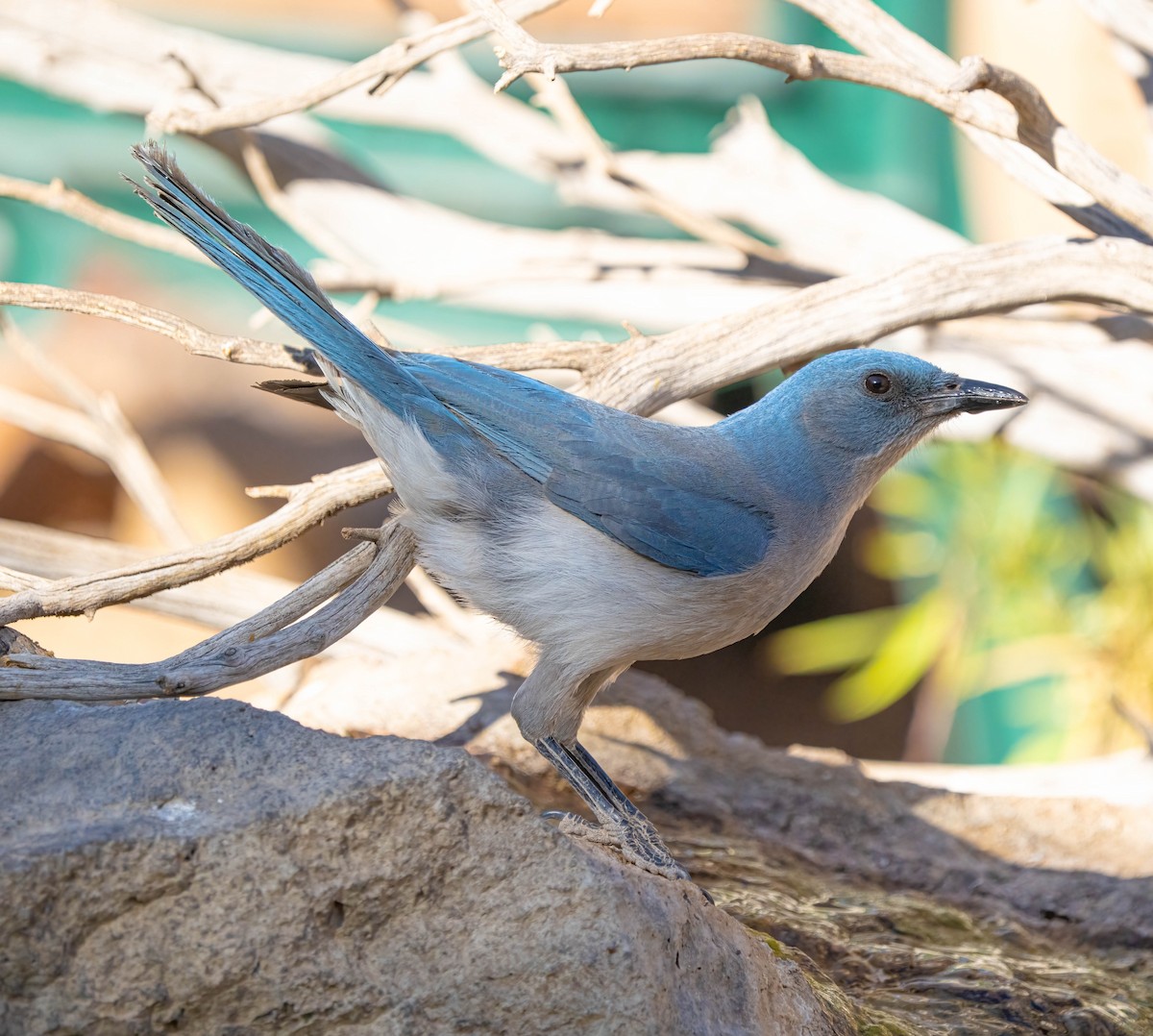 Mexican Jay - ML637354028