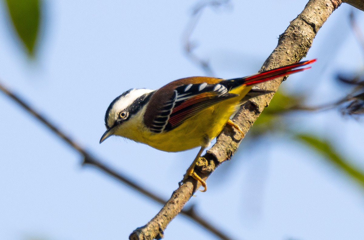 Red-tailed Minla - ML637354086