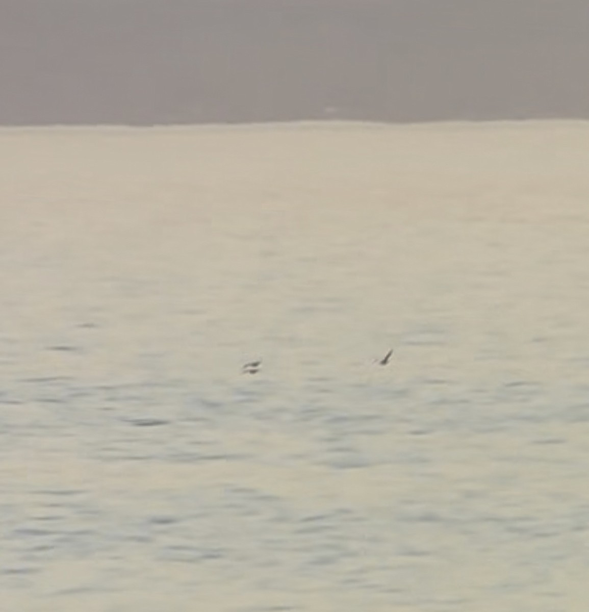Manx Shearwater - ML637354258