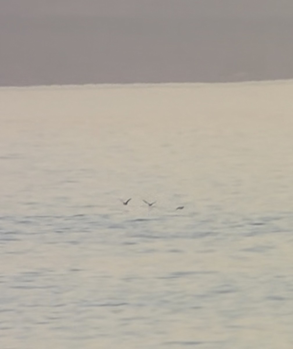 Manx Shearwater - ML637354259