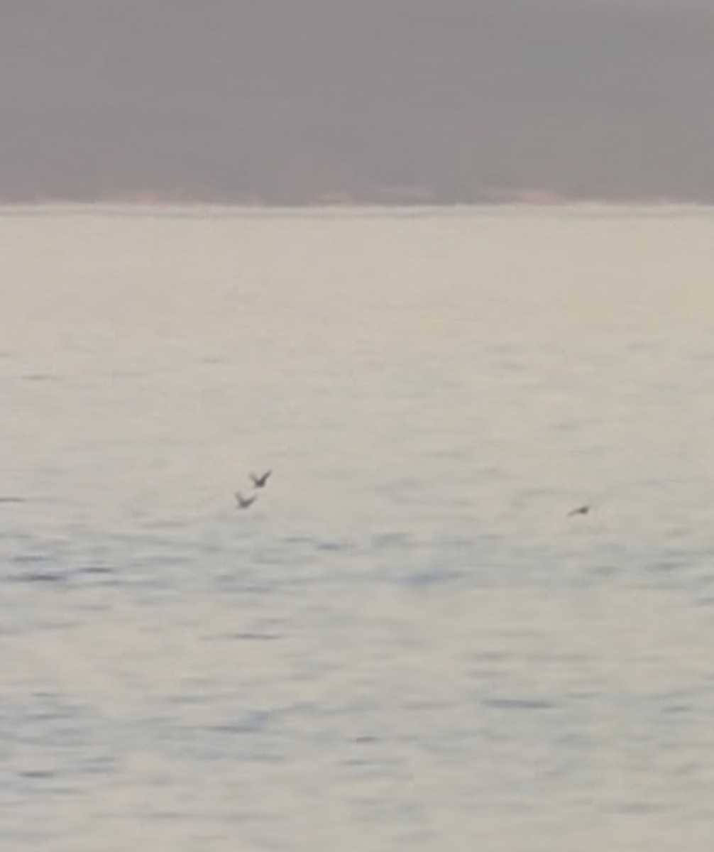 Manx Shearwater - ML637354260