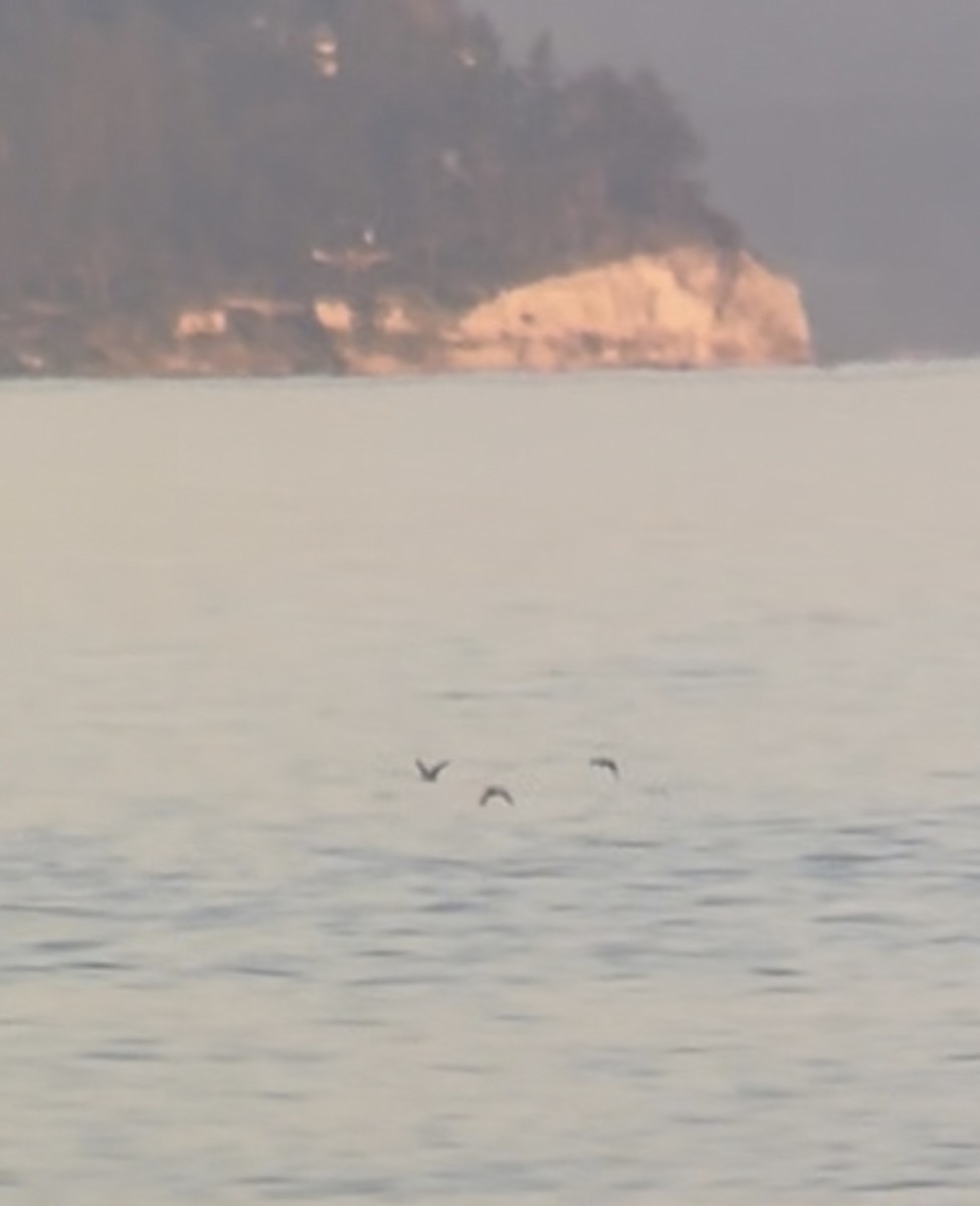 Manx Shearwater - ML637354261