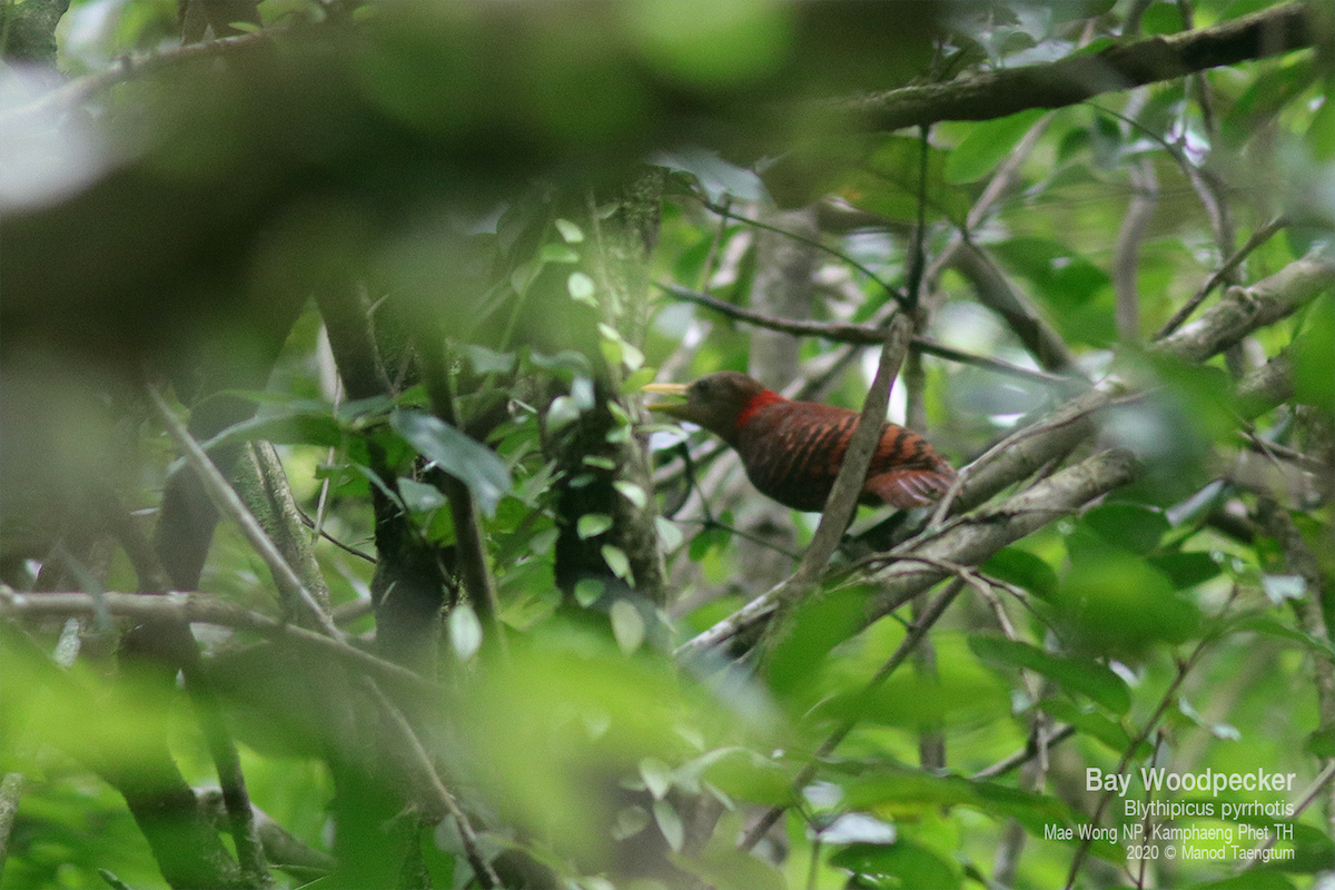 Pic à oreillons rouges - ML637354295
