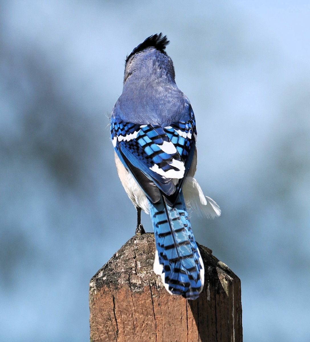 Blue Jay - ML637354340