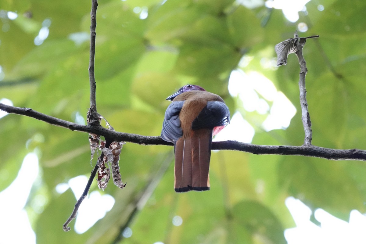 Diard's Trogon - ML637354385