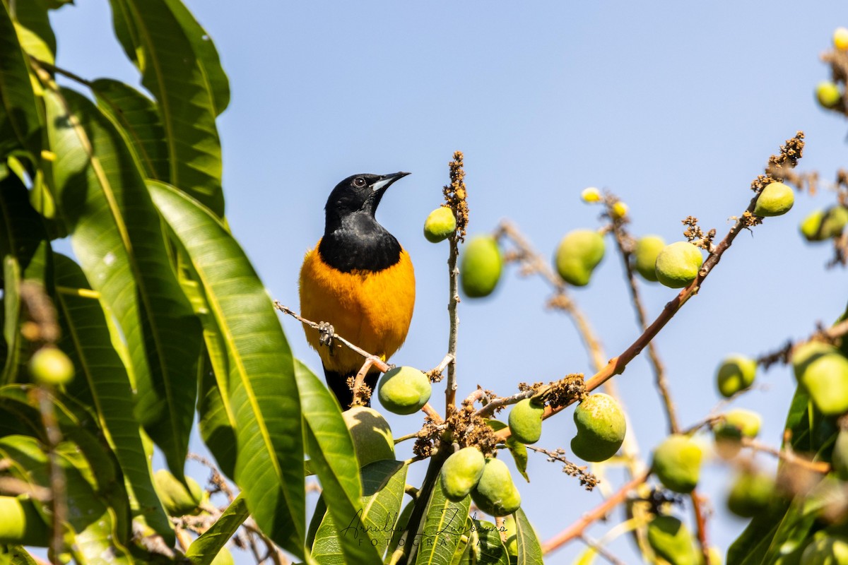 Black-vented Oriole - ML637354393