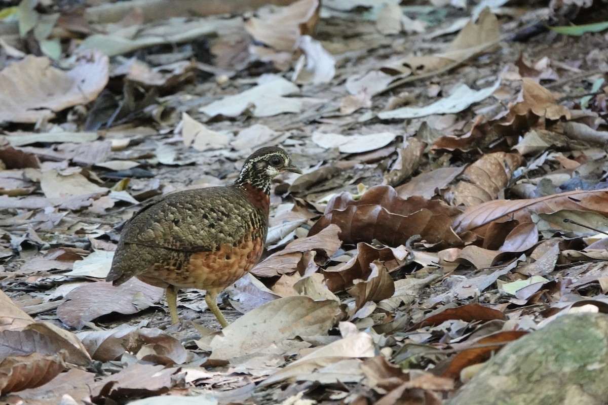 Sabah Partridge - ML637354395