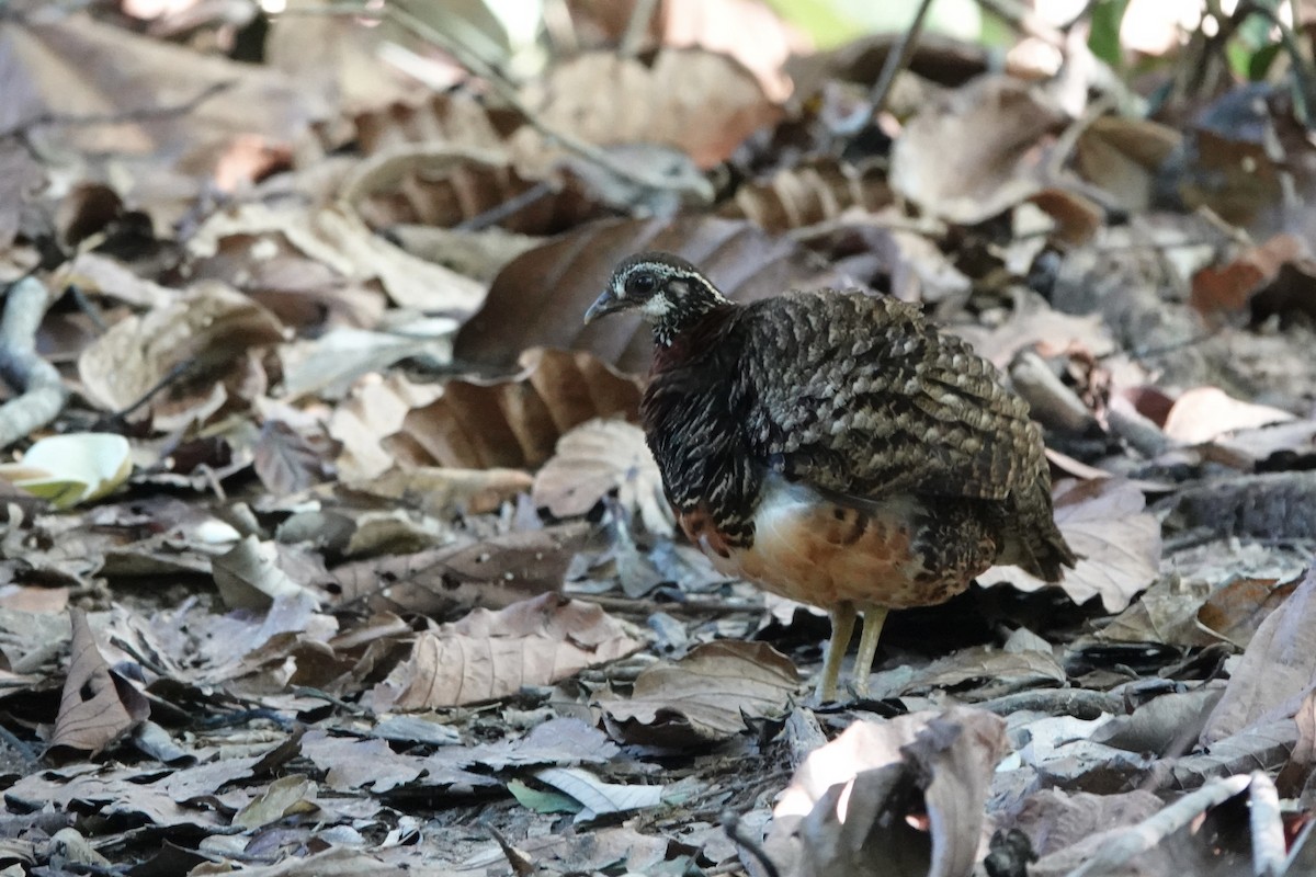 Sabah Partridge - ML637354403
