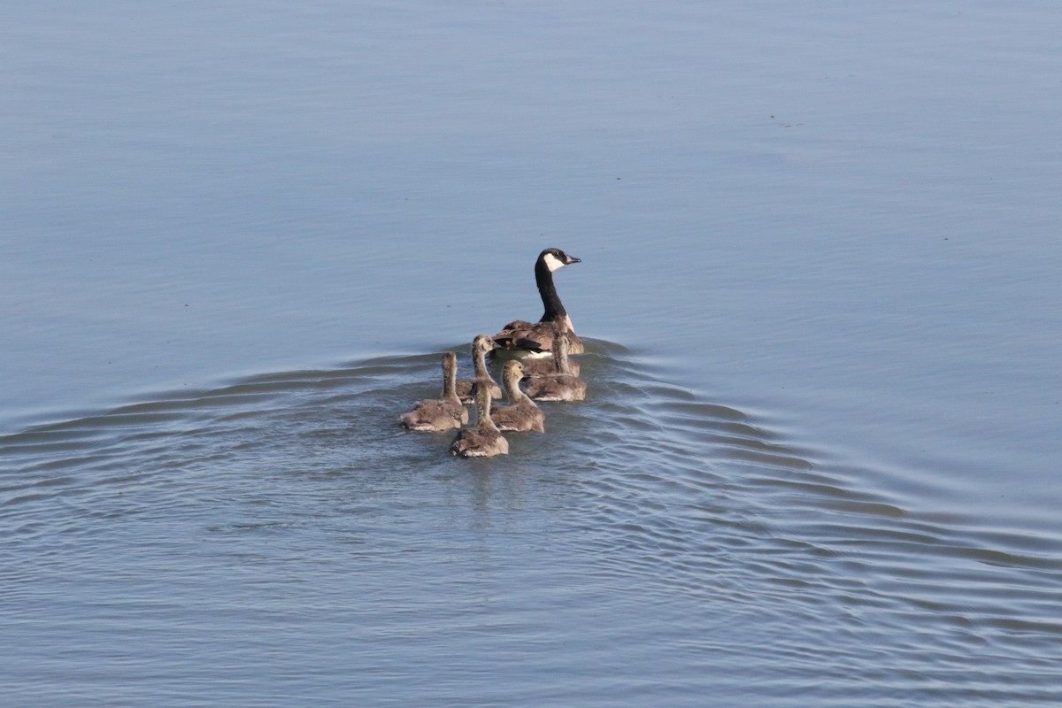 カナダガン - ML637354415