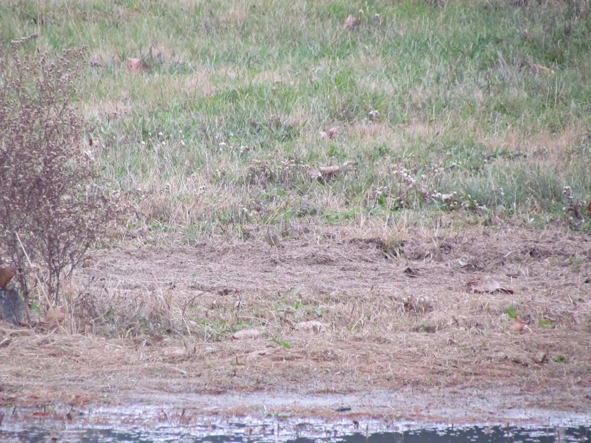 American Pipit - ML637354421