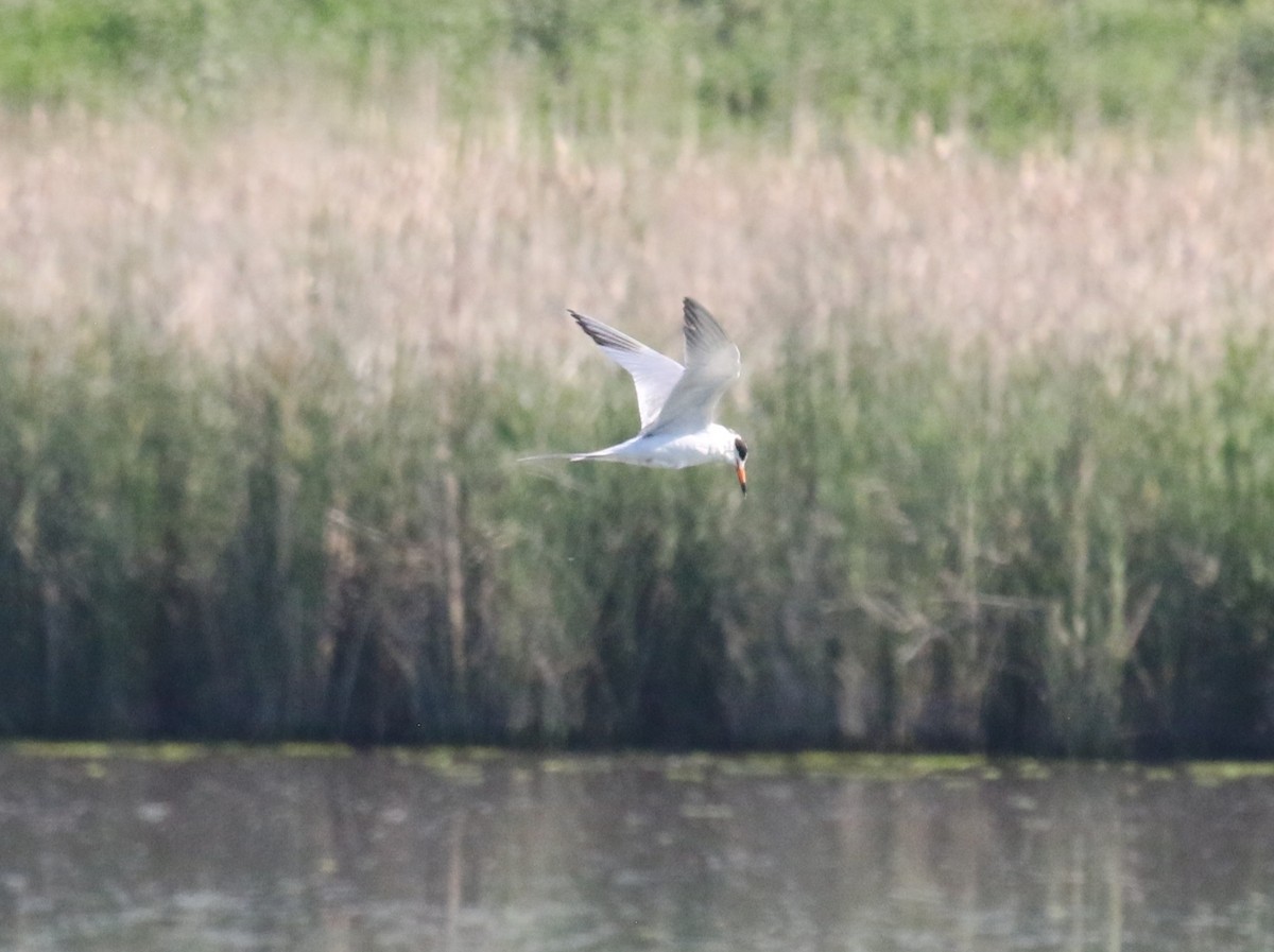 メリケンアジサシ - ML637354435