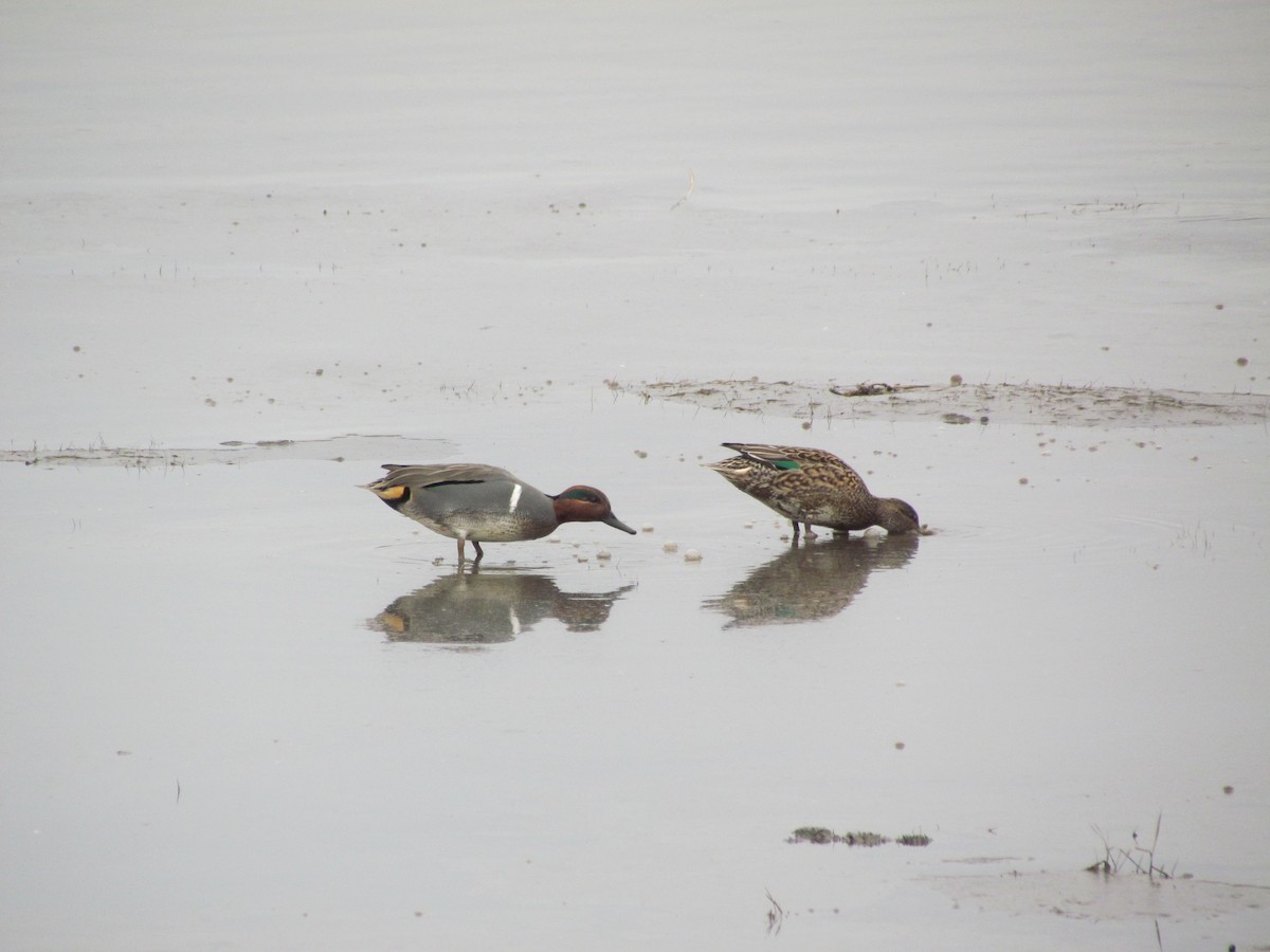 Green-winged Teal (American) - ML637354439