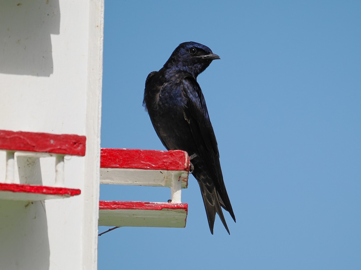 Purple Martin - ML637354451