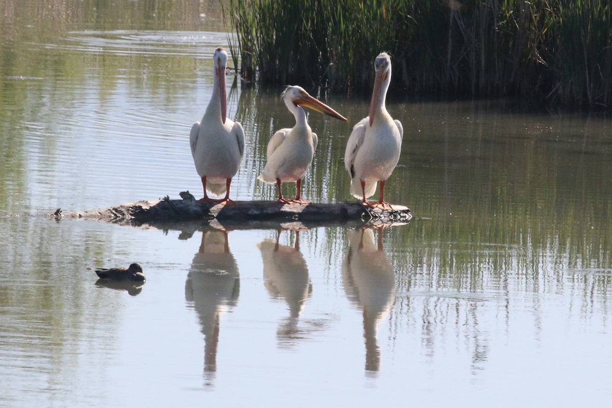 アメリカシロペリカン - ML637354452