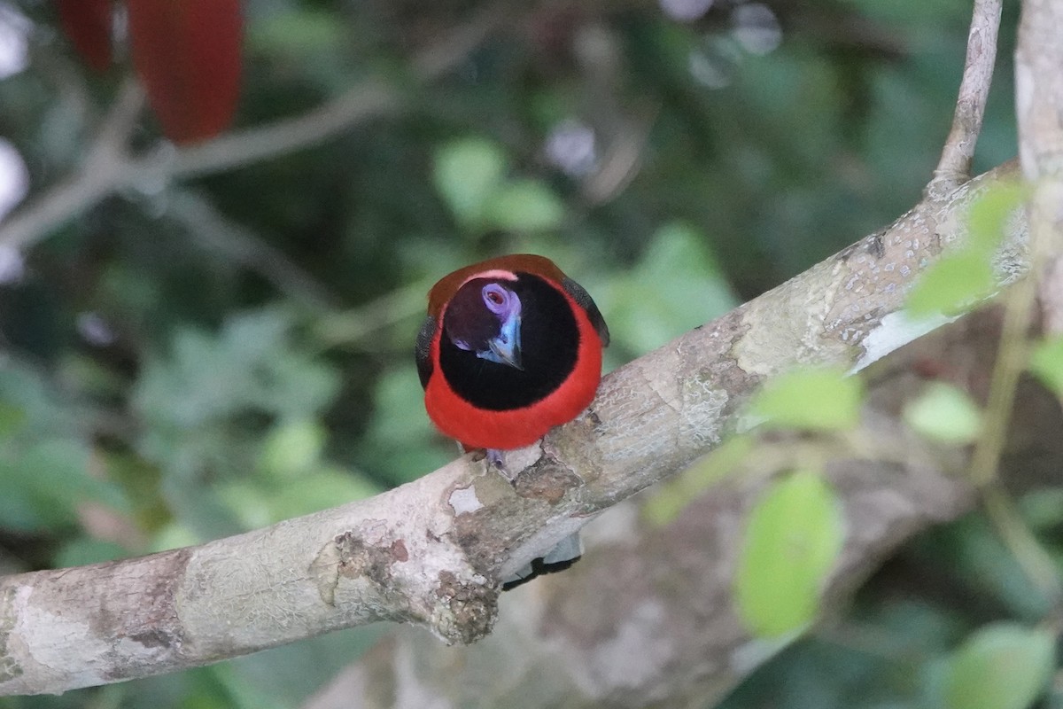 Diard's Trogon - ML637354456