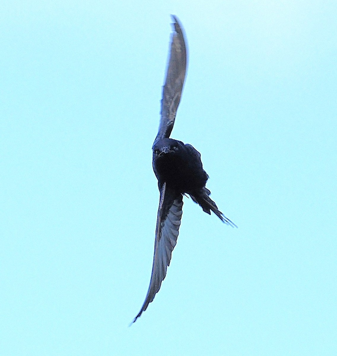 Purple Martin - ML637354460