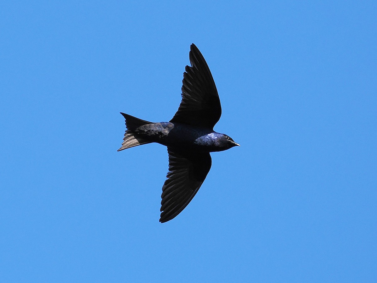 Purple Martin - ML637354462
