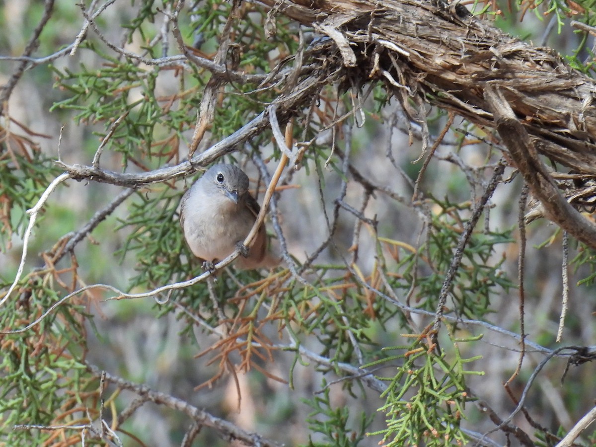 Gray Vireo - ML637354471