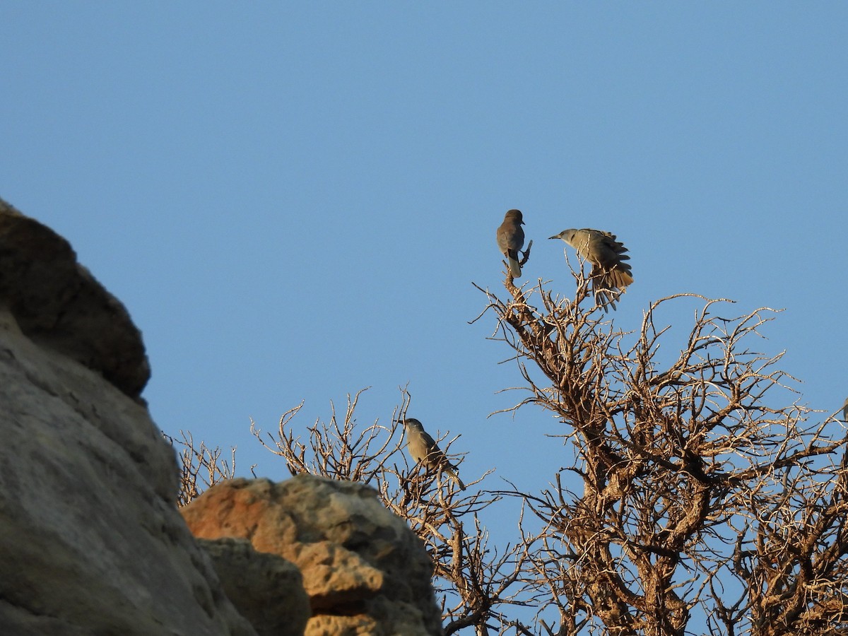 Pinyon Jay - ML637354480