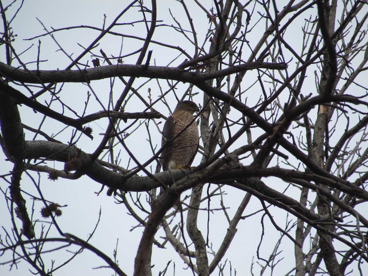 Cooper's Hawk - ML637354487