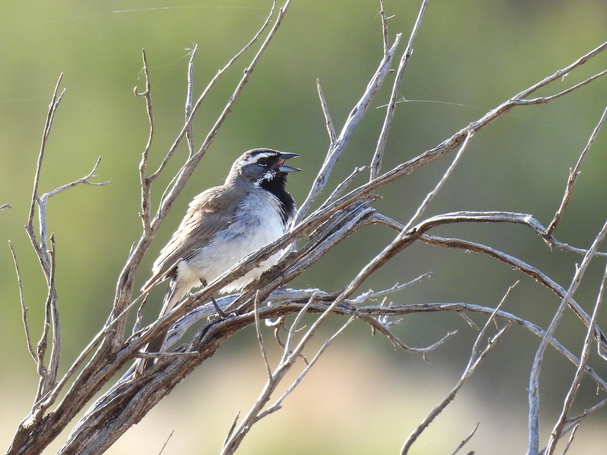 Black-throated Sparrow - ML637354494