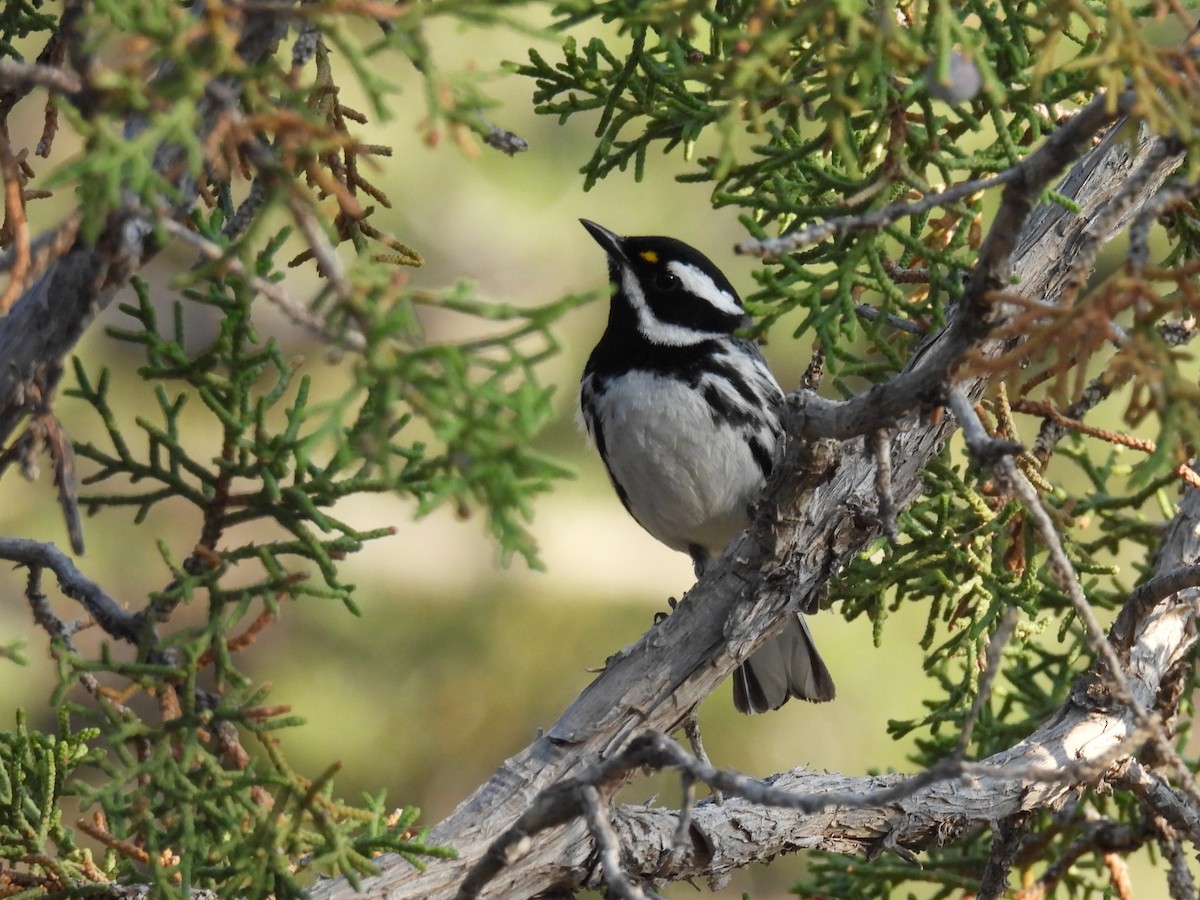 Black-throated Gray Warbler - ML637354514