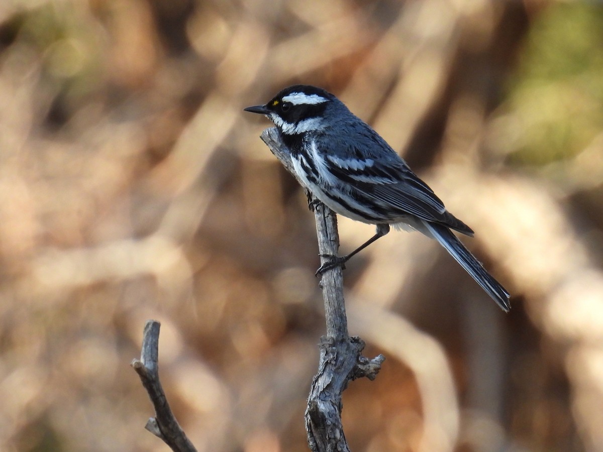 Black-throated Gray Warbler - ML637354515