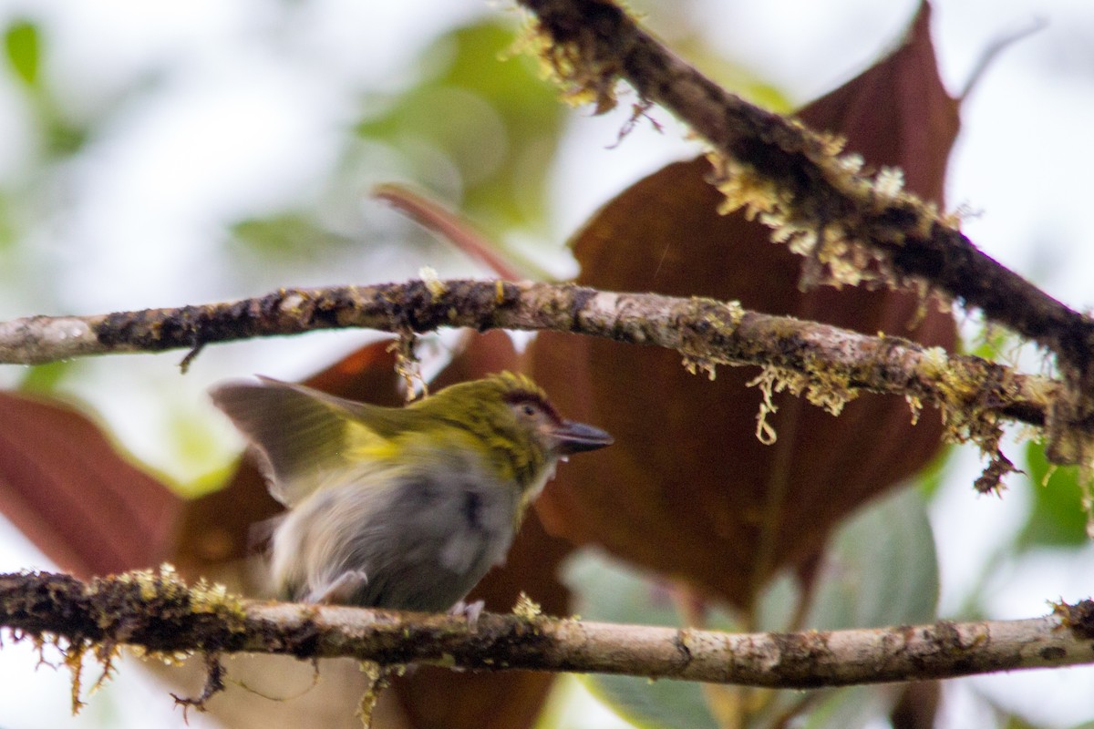 Black-billed Peppershrike - ML637354634