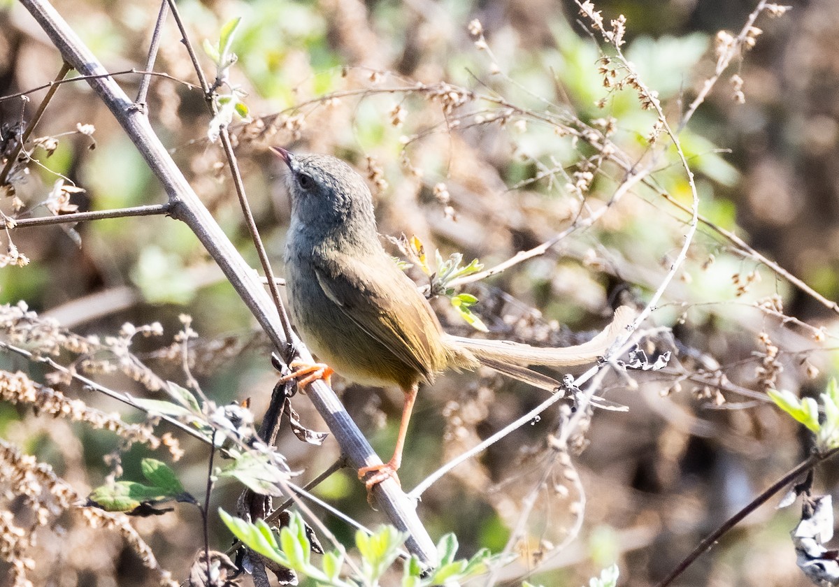 Black-throated Prinia - ML637354639
