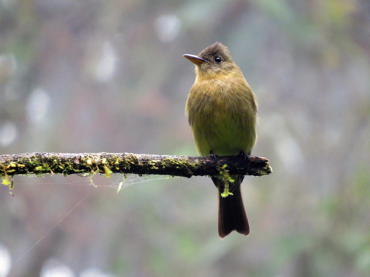 Ochraceous Pewee - ML637354673