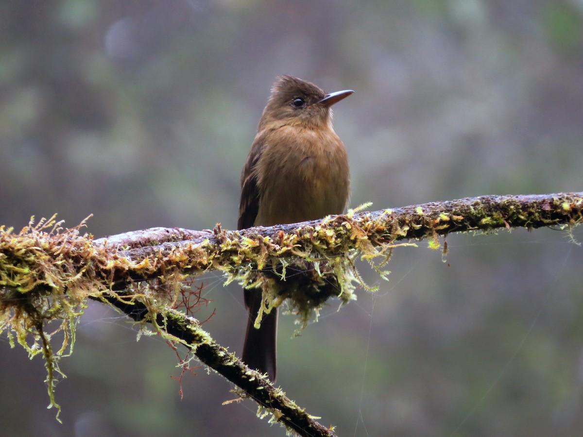 Ochraceous Pewee - ML637354674