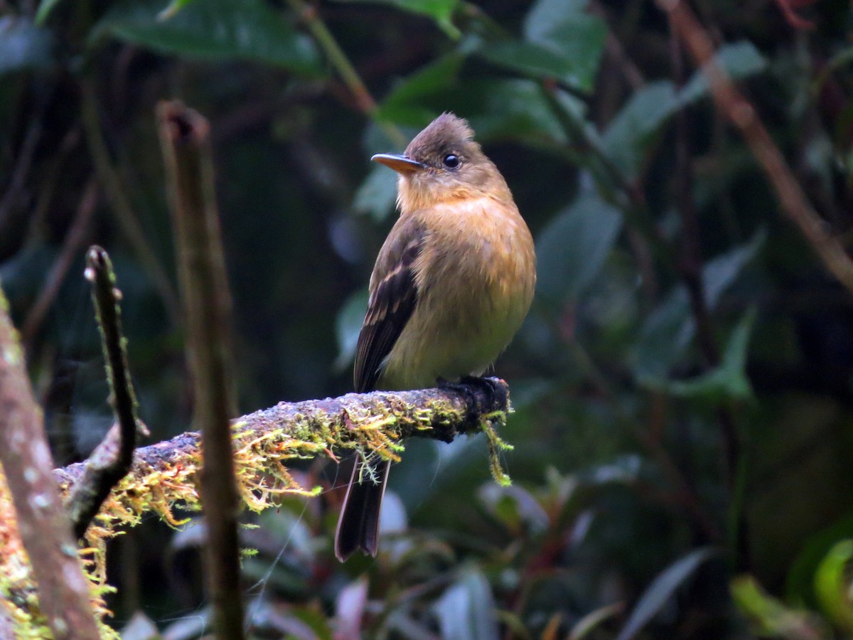 Ochraceous Pewee - ML637354675