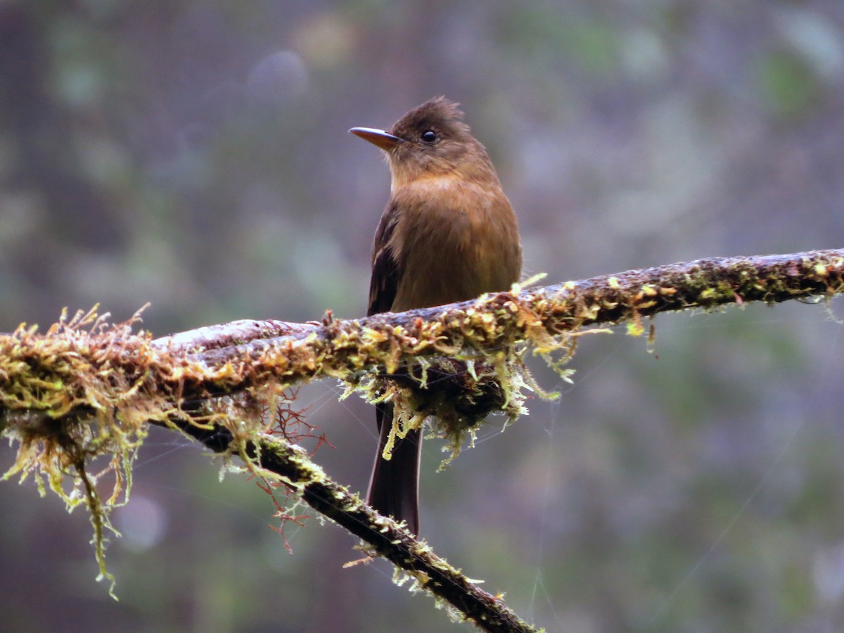 Ochraceous Pewee - ML637354676
