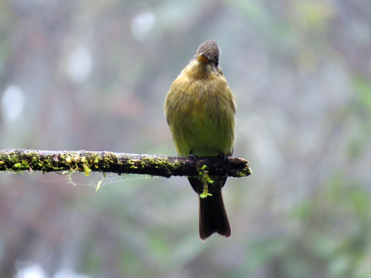 Ochraceous Pewee - ML637354713