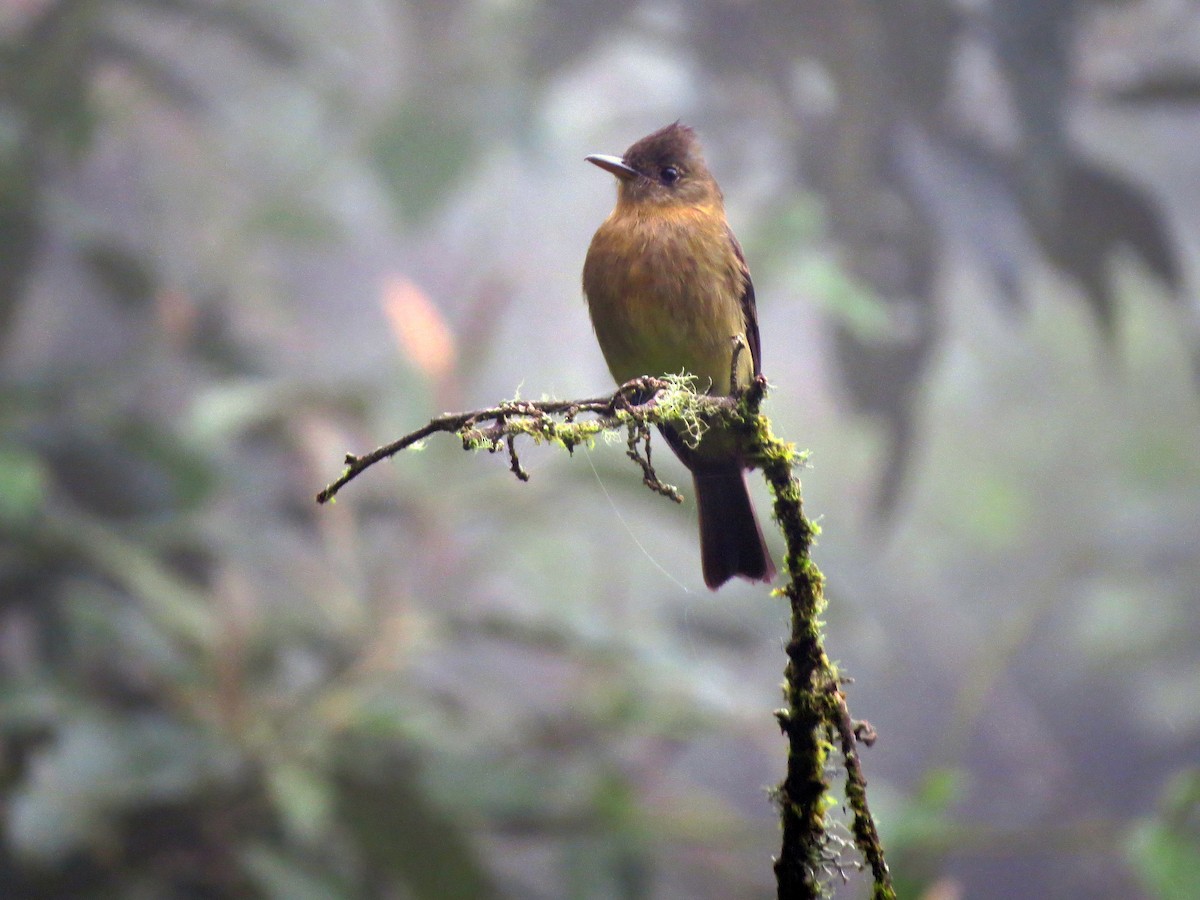 Ochraceous Pewee - ML637354724