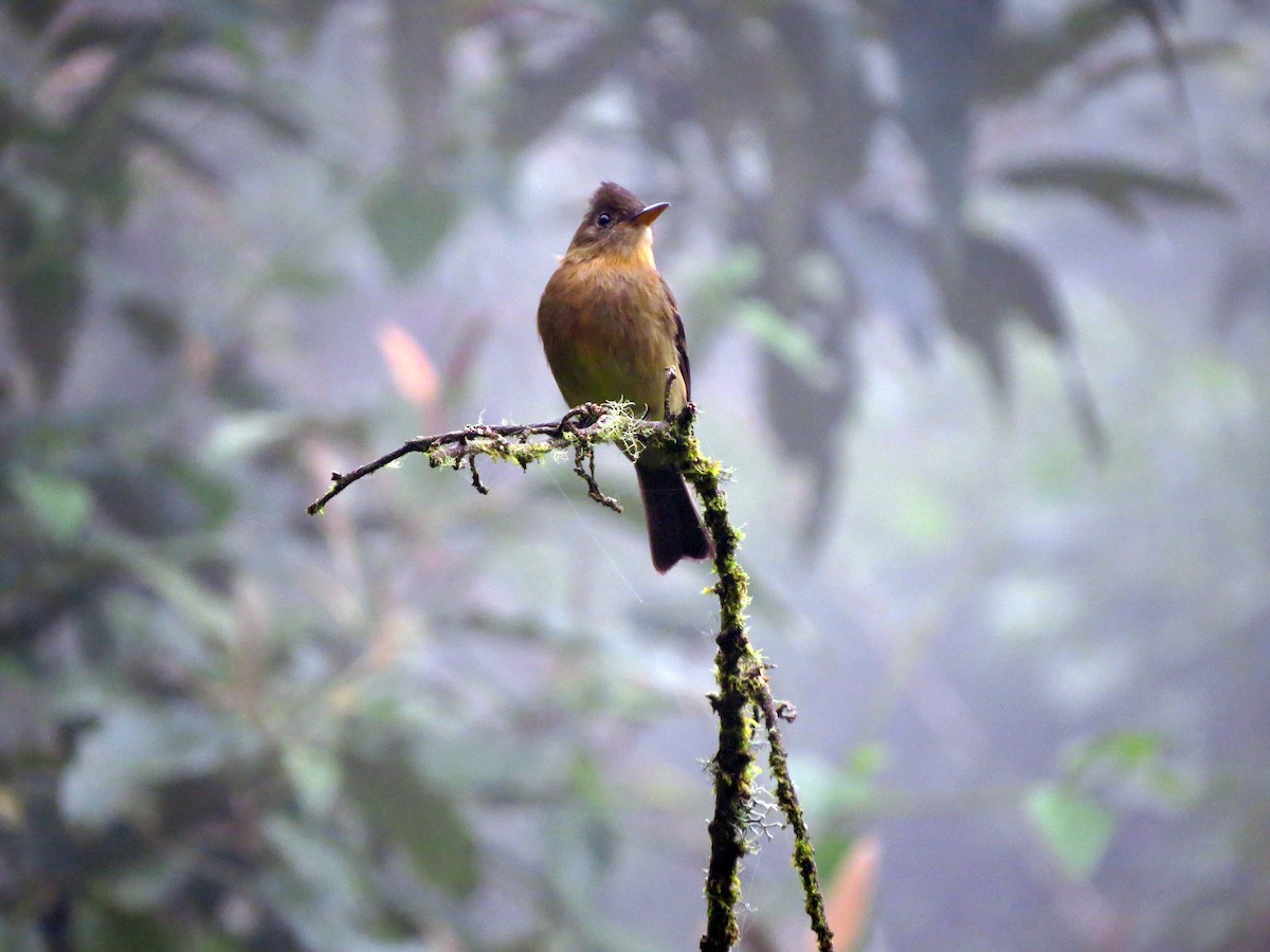 Ochraceous Pewee - ML637354725