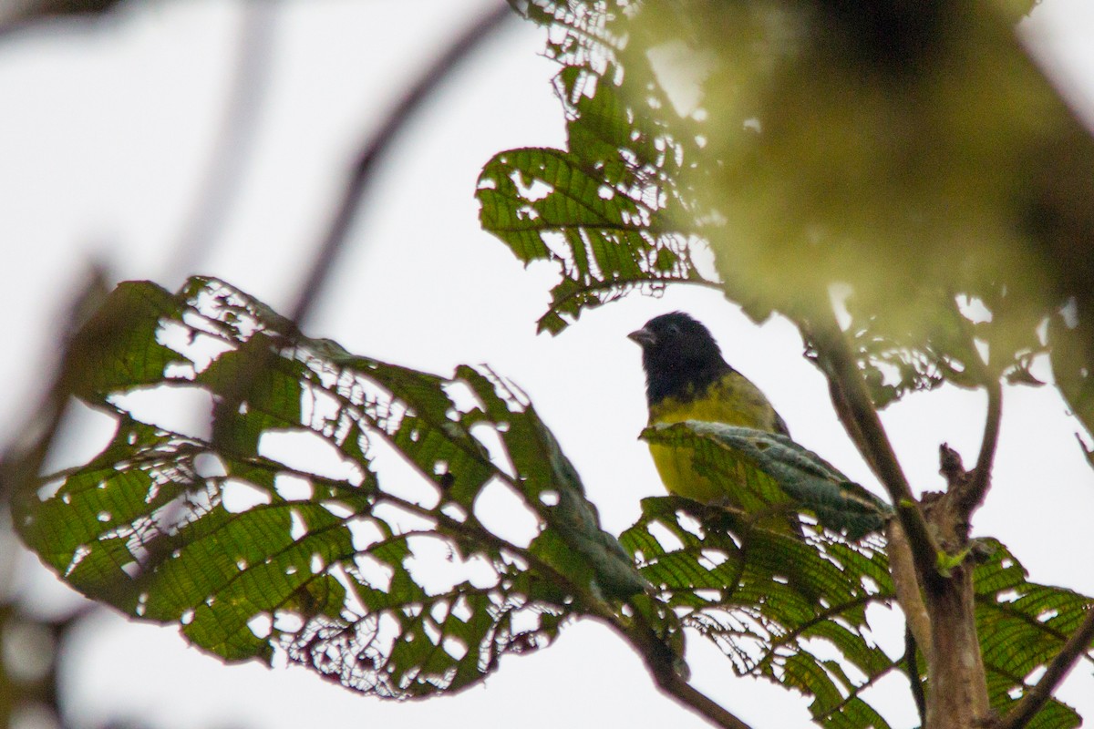 Yellow-bellied Siskin - ML637354736