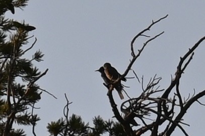 Pinyon Jay - ML637354801