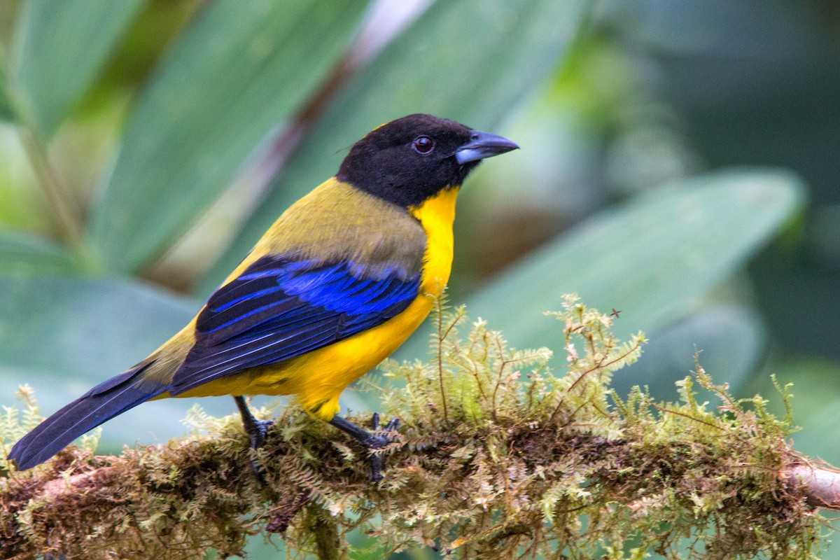 Black-chinned Mountain Tanager - ML637354855