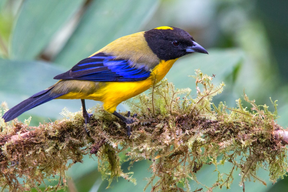 Black-chinned Mountain Tanager - ML637354869