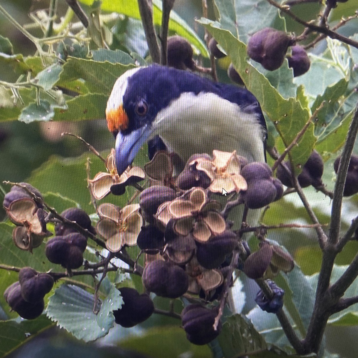 Orange-fronted Barbet - ML637354882